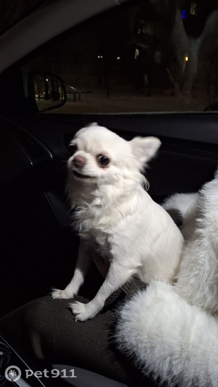 Найдена собака в Тюмени — фото объявления