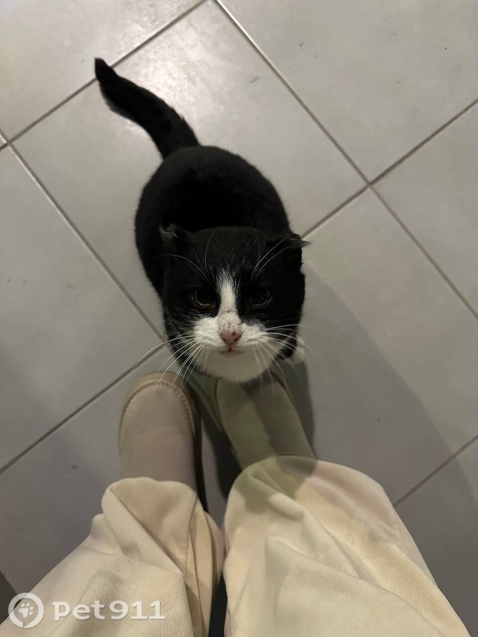 Найдена кошка в Тюмени — фото объявления