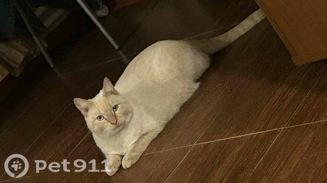 Пропала кошка в Тюмени — фото объявления