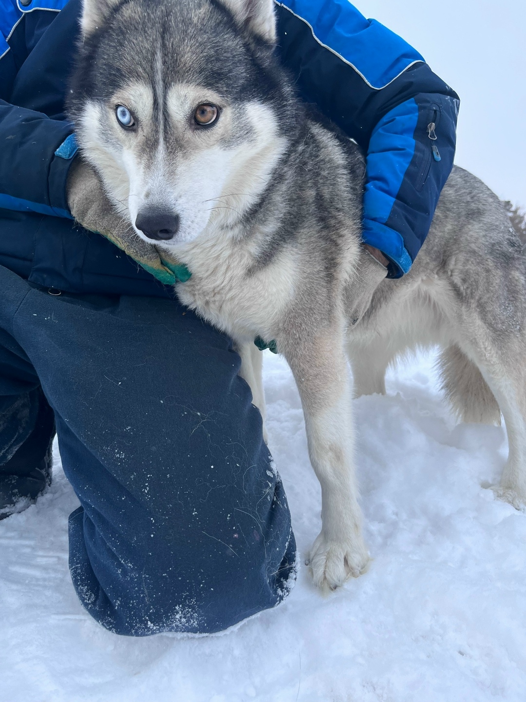 Найдена собака в Барнауле — фото объявления