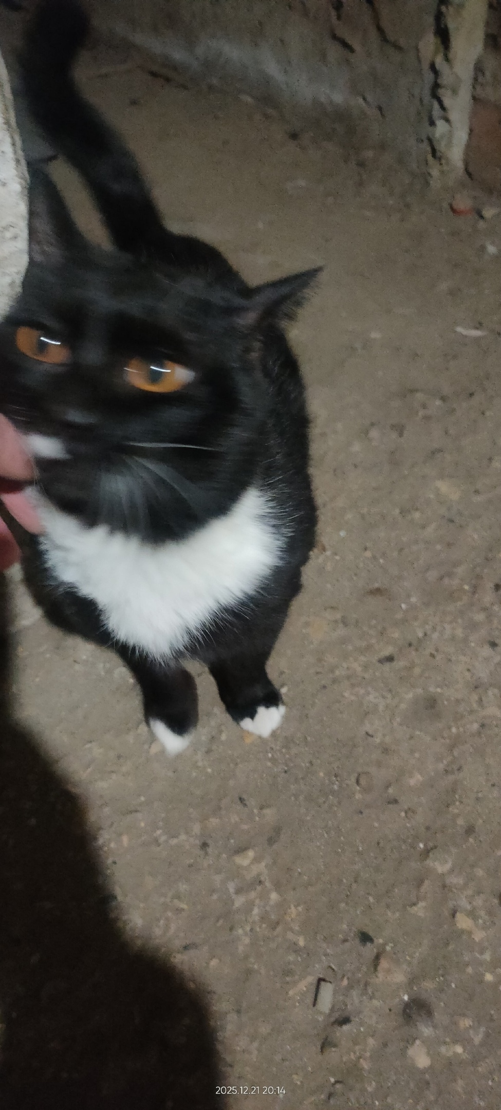 Найдена собака в Барнауле — фото объявления