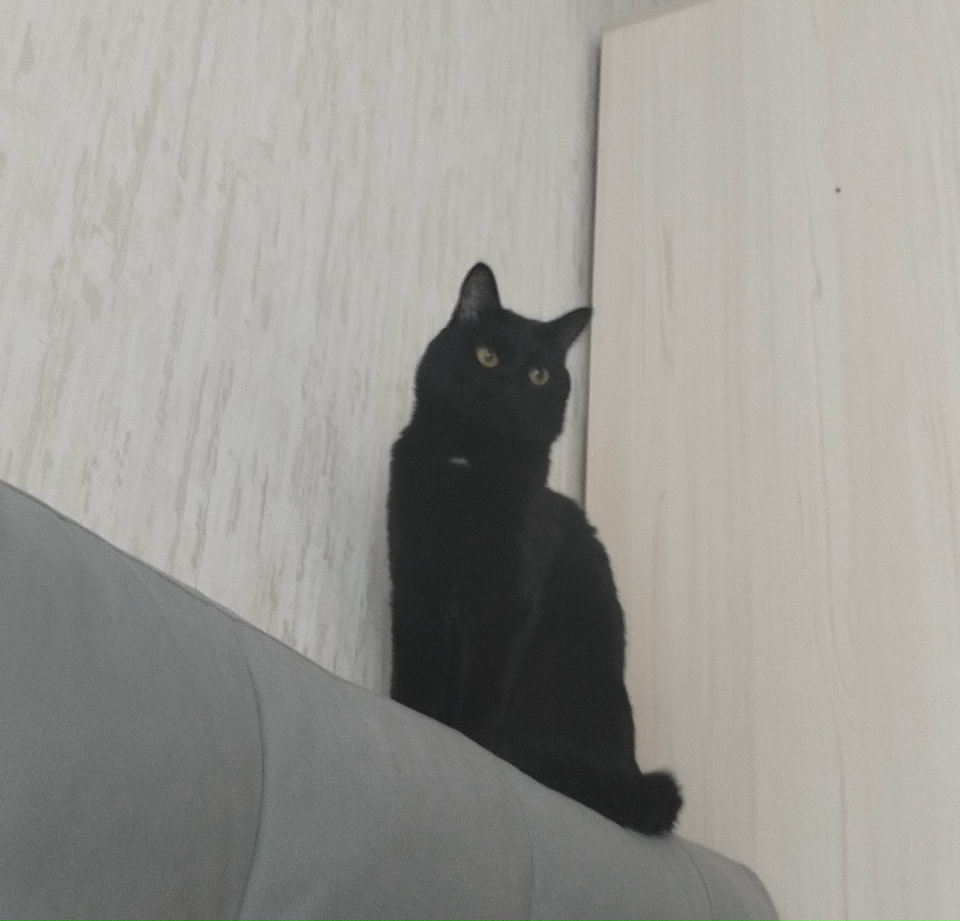 Пропала собака в Барнауле — фото объявления