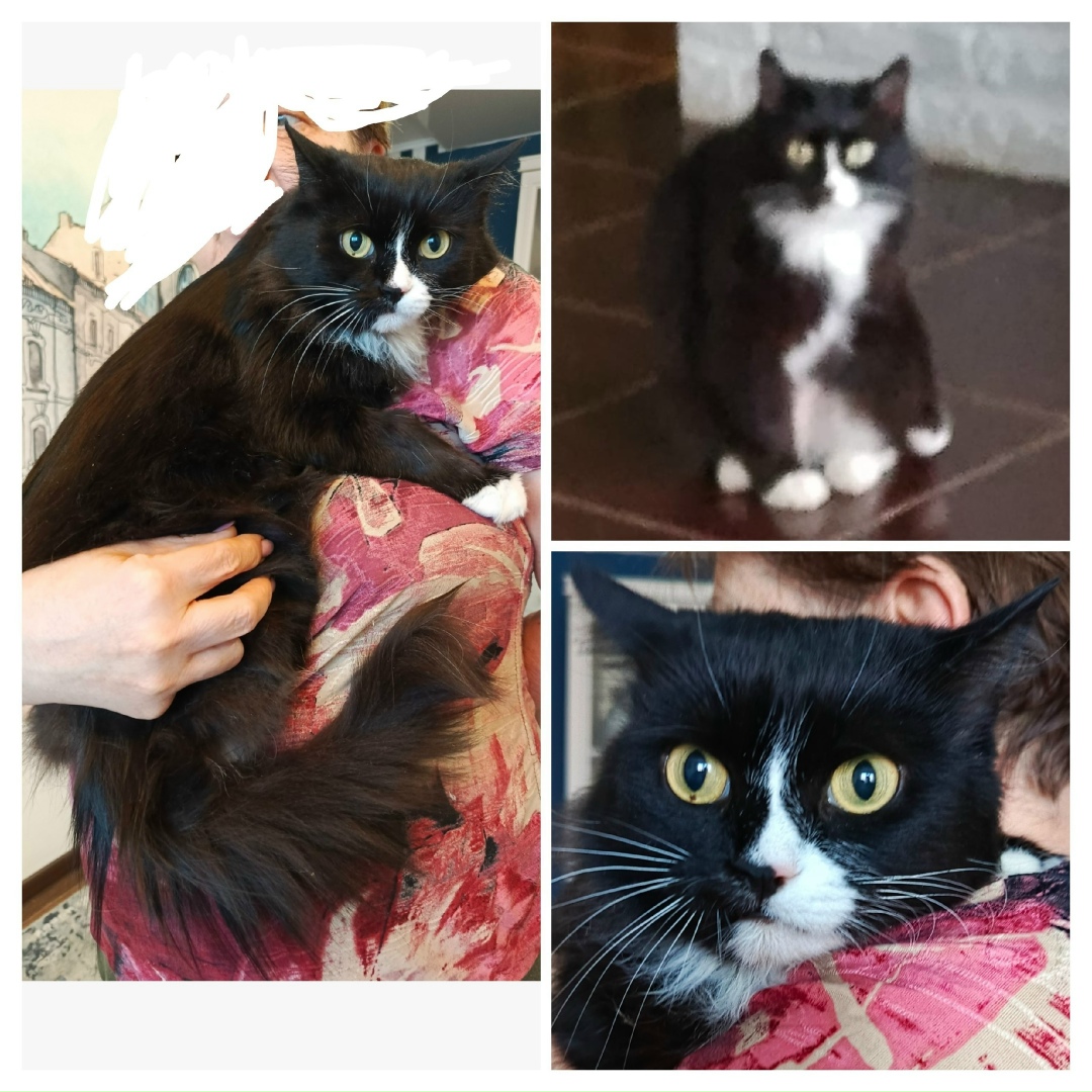 Пропала собака в Барнауле — фото объявления