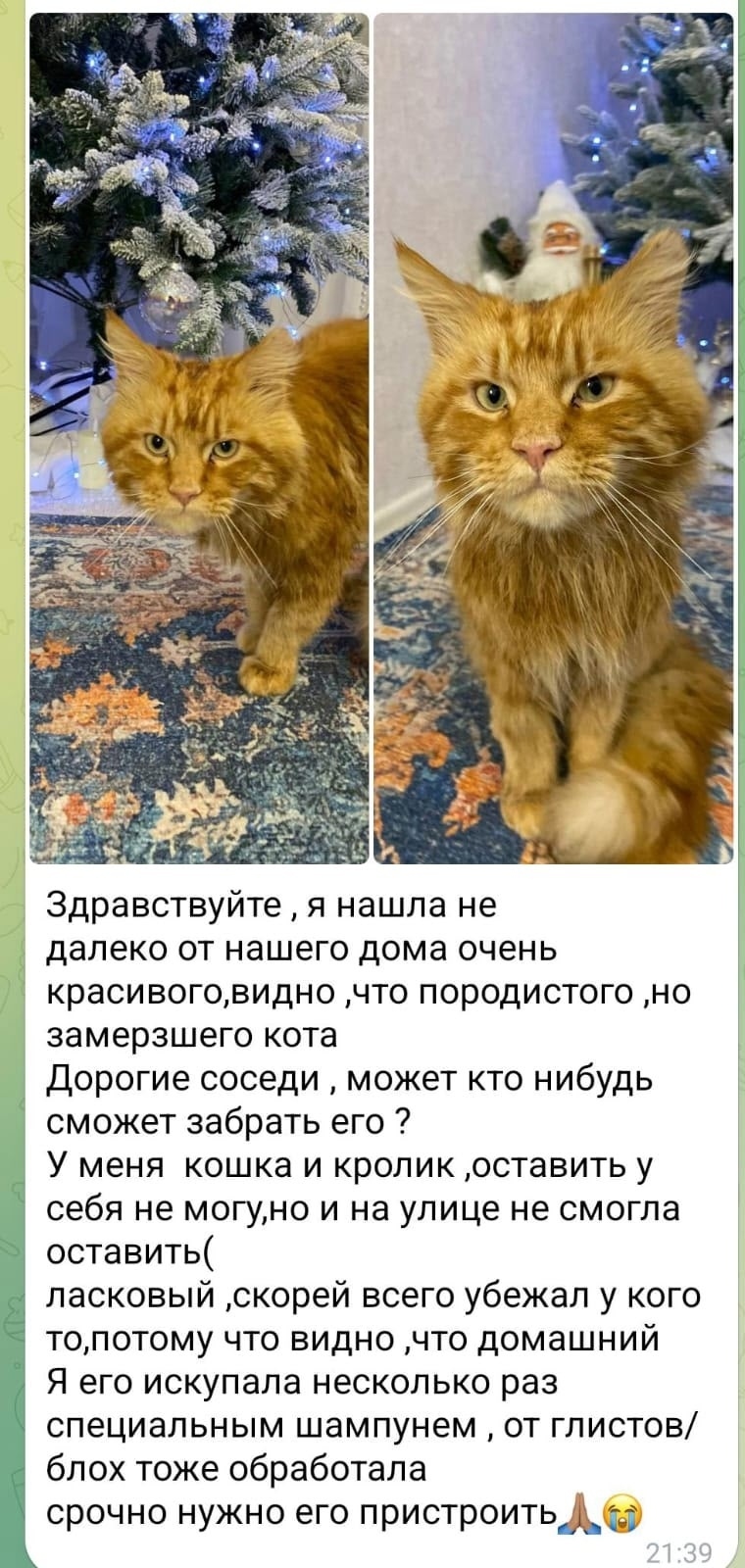 Найдена кошка в Барнауле — фото объявления