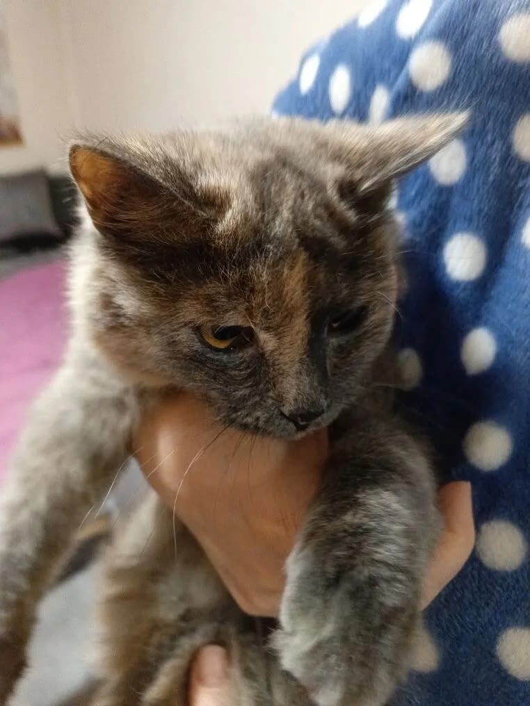 Найдена собака в Барнауле — фото объявления