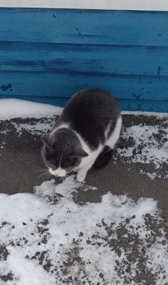 Найдена кошка в Барнауле — фото объявления