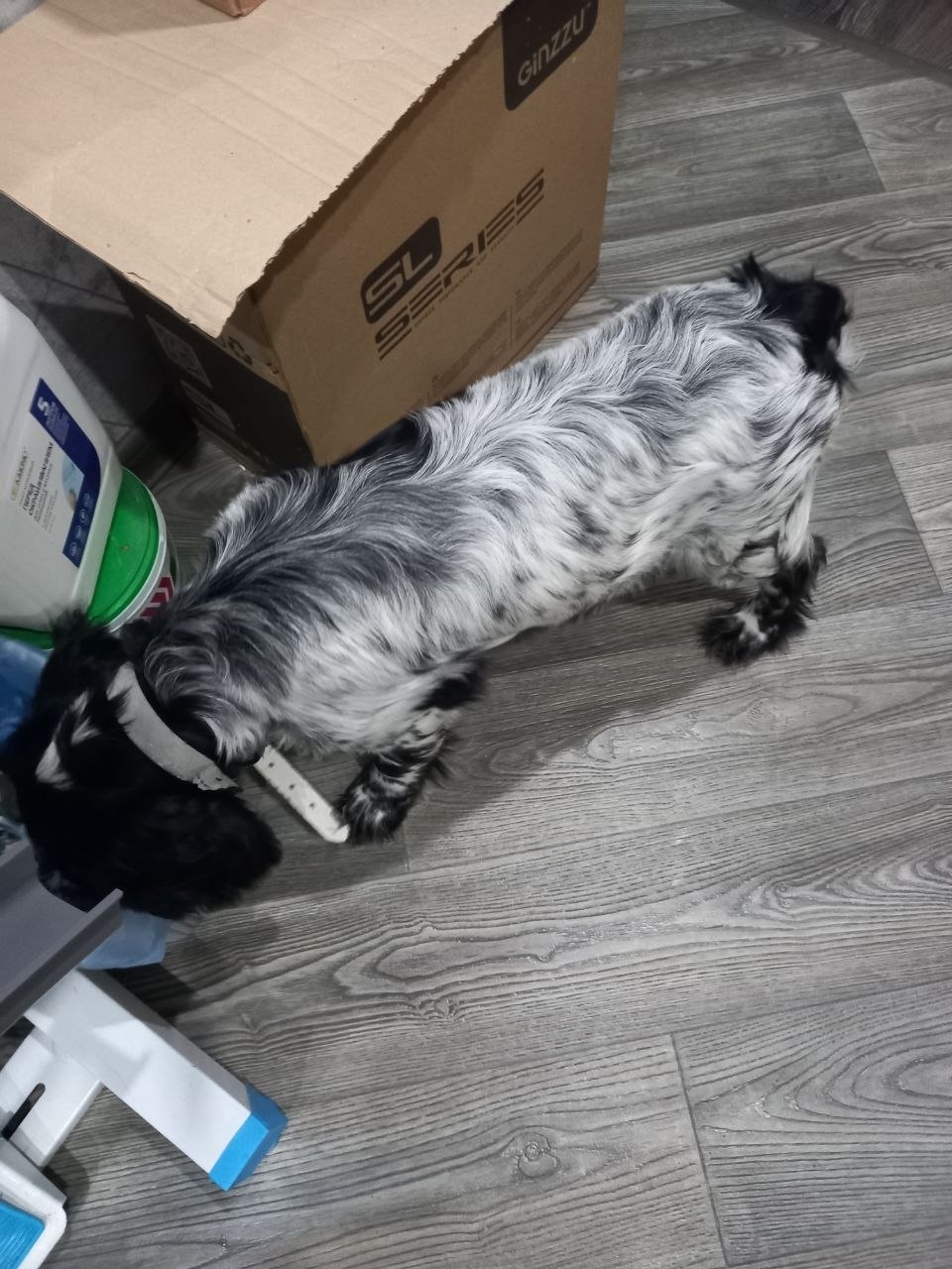 Найдена собака в Барнауле — фото объявления