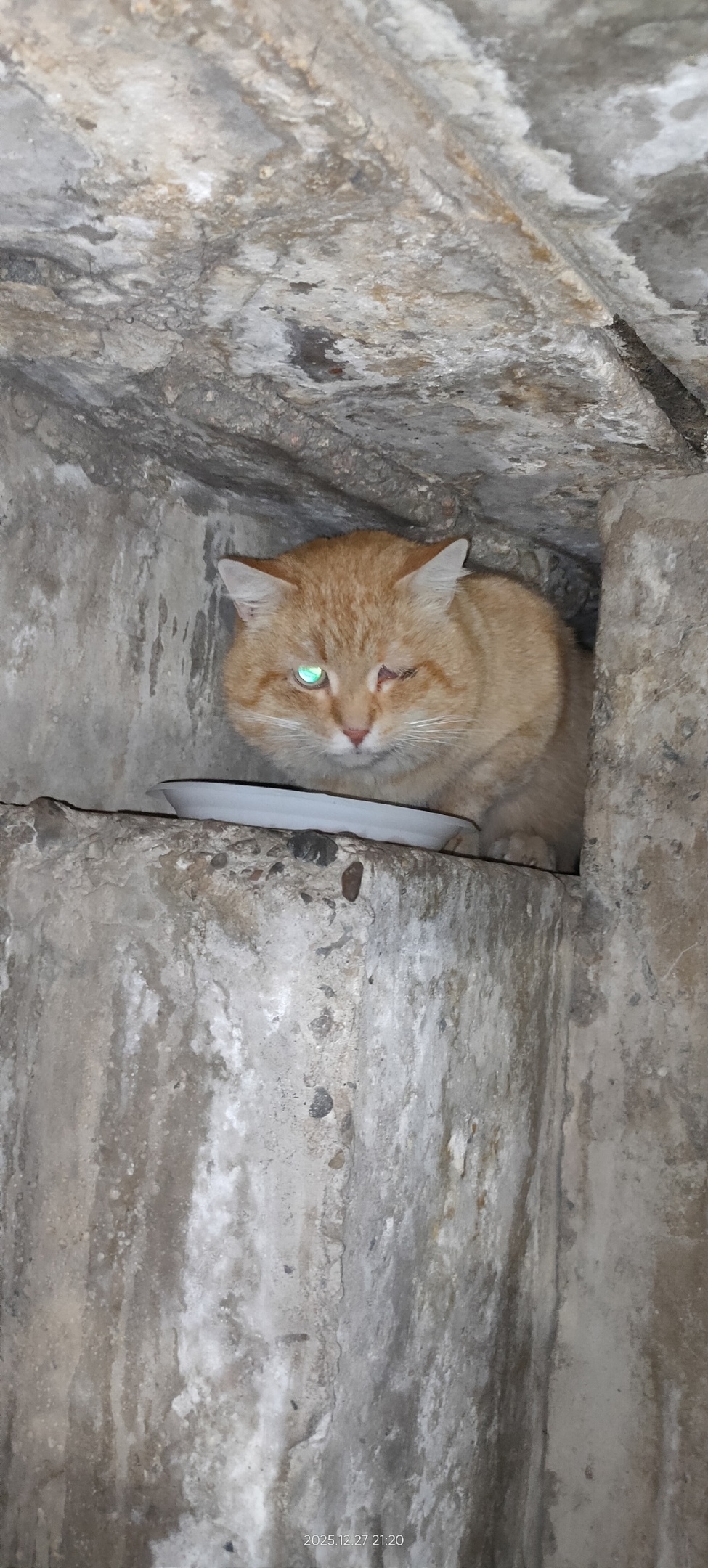 Найдена собака в Барнауле — фото объявления