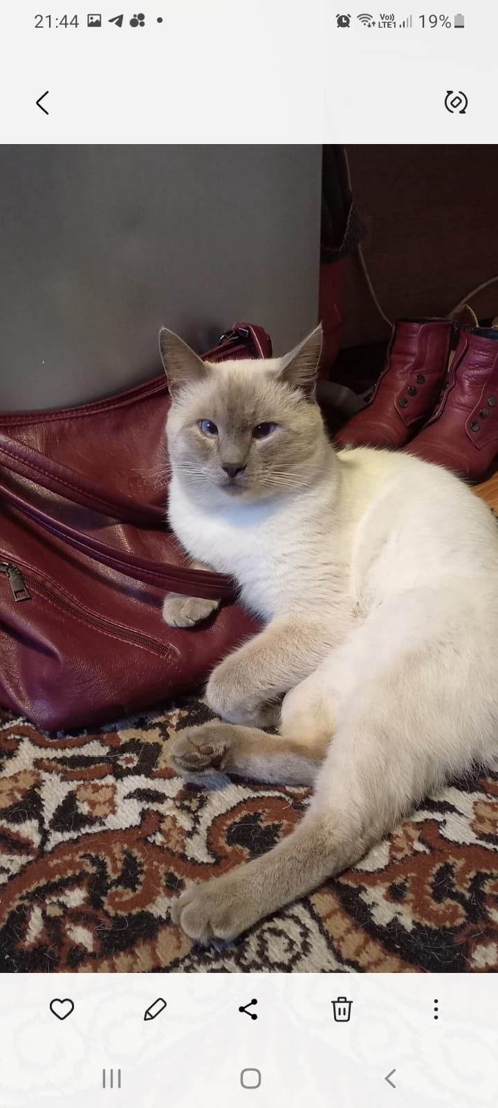 Пропала кошка в Барнауле — фото объявления