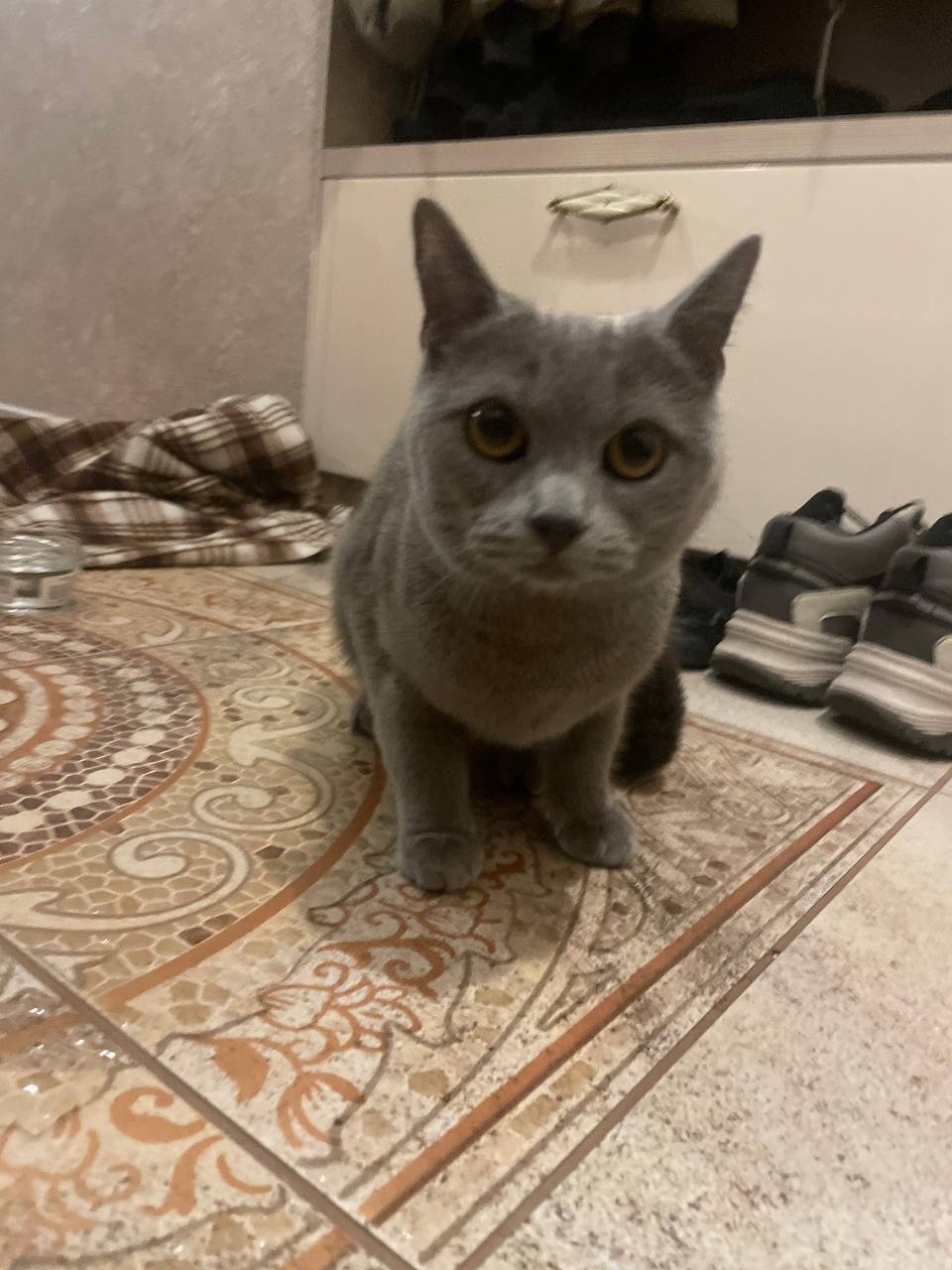 Найдена собака в Барнауле — фото объявления