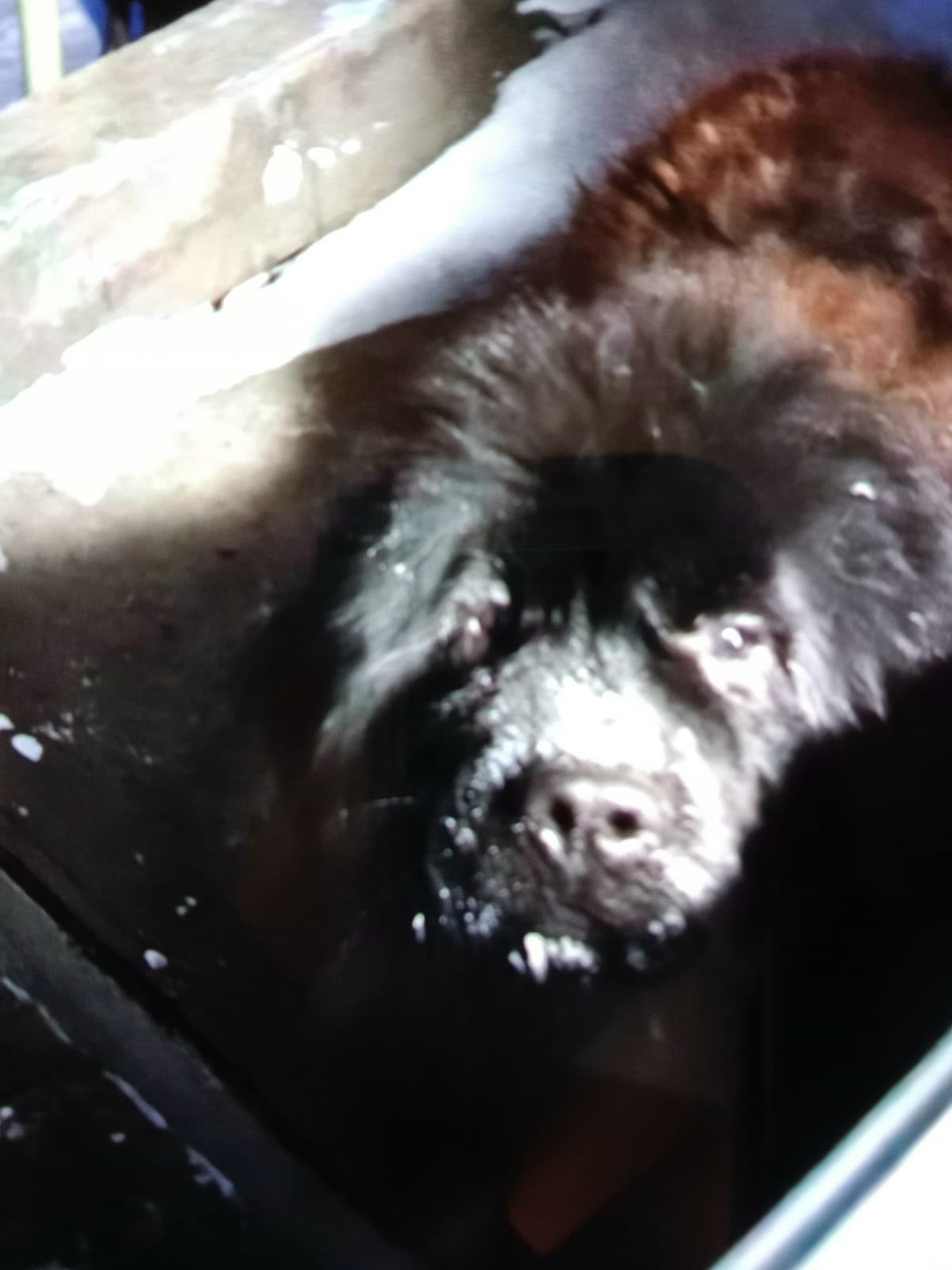 Найдена собака в Барнауле — фото объявления