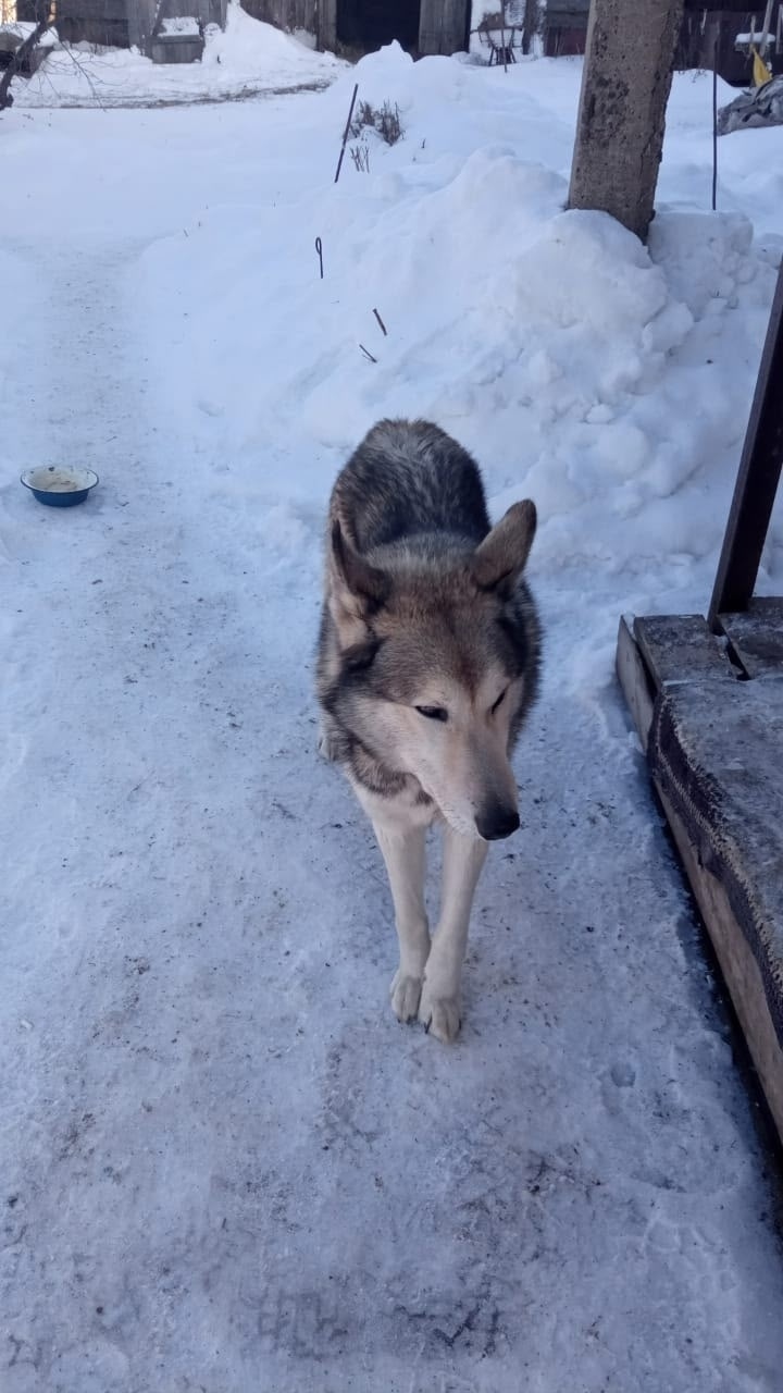 Найдена собака в Барнауле — фото объявления