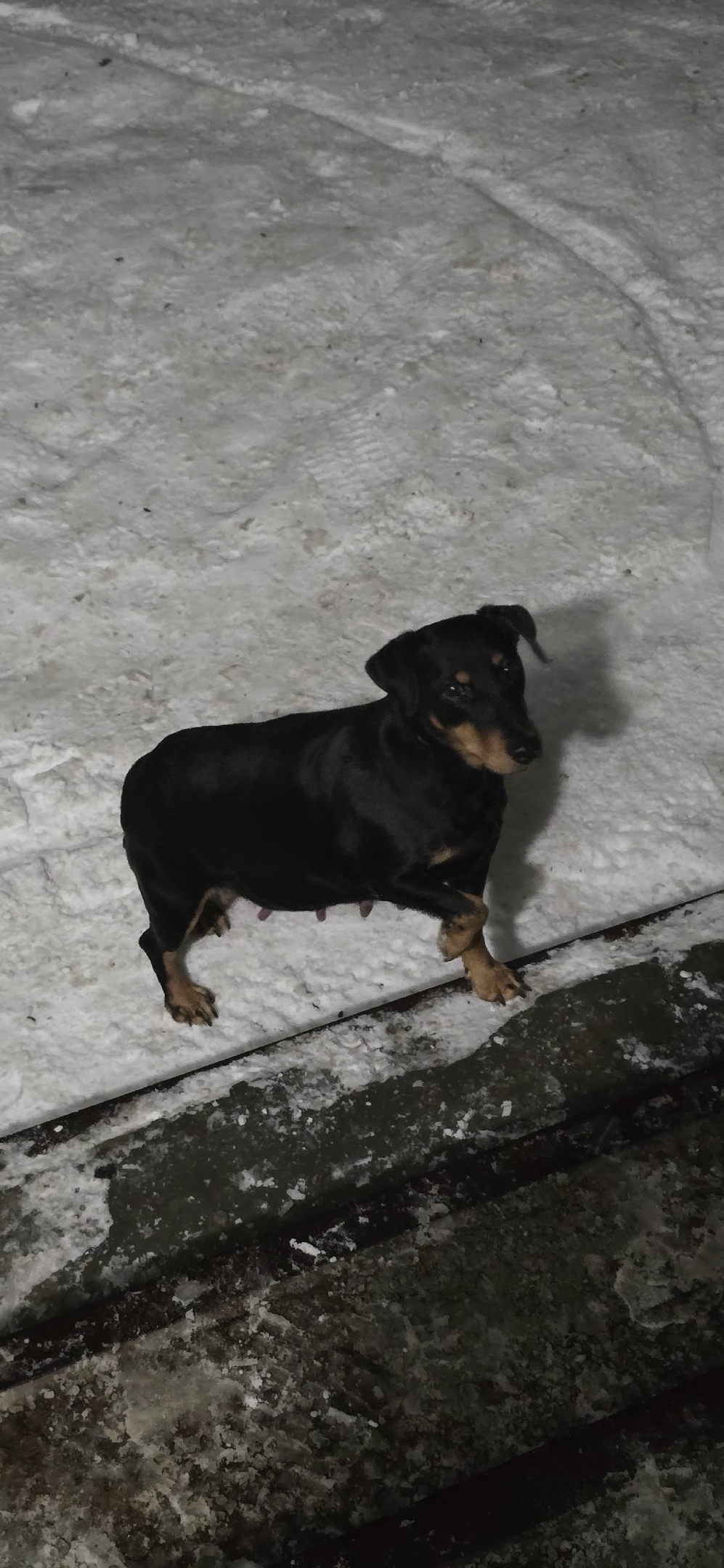 Найдена собака в Барнауле — фото объявления