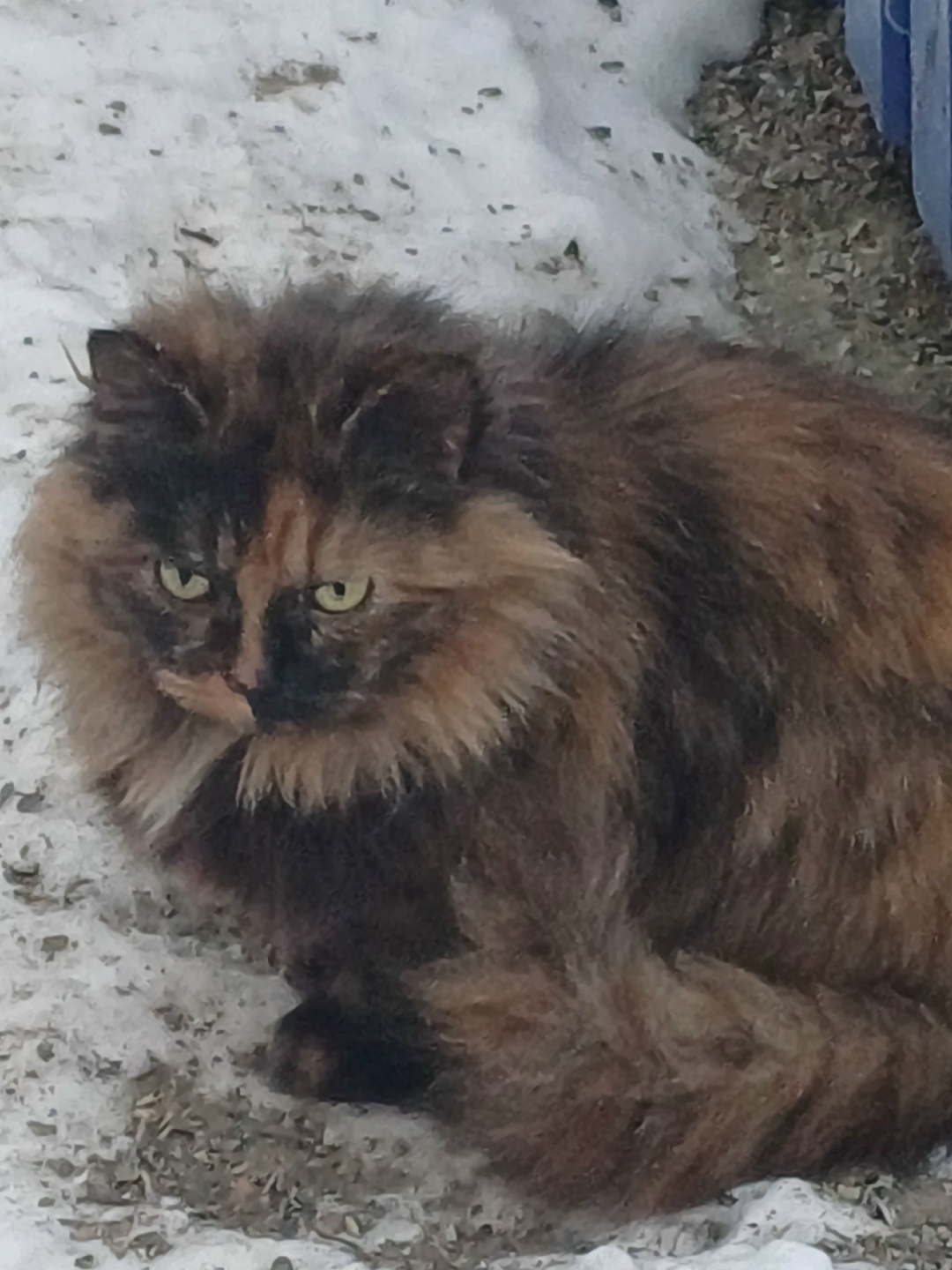 Найдена собака в Барнауле — фото объявления