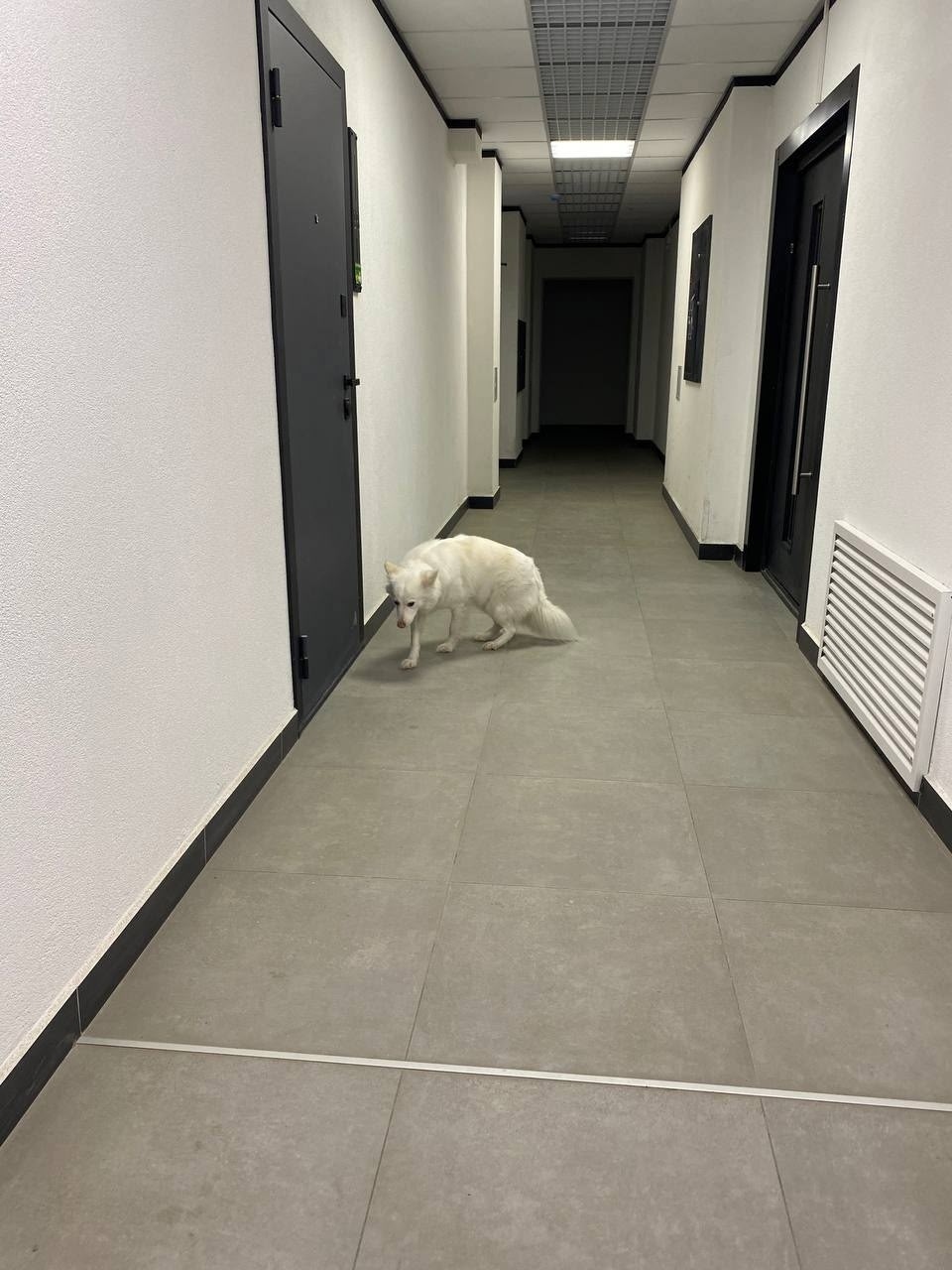 Найдена собака в Барнауле — фото объявления