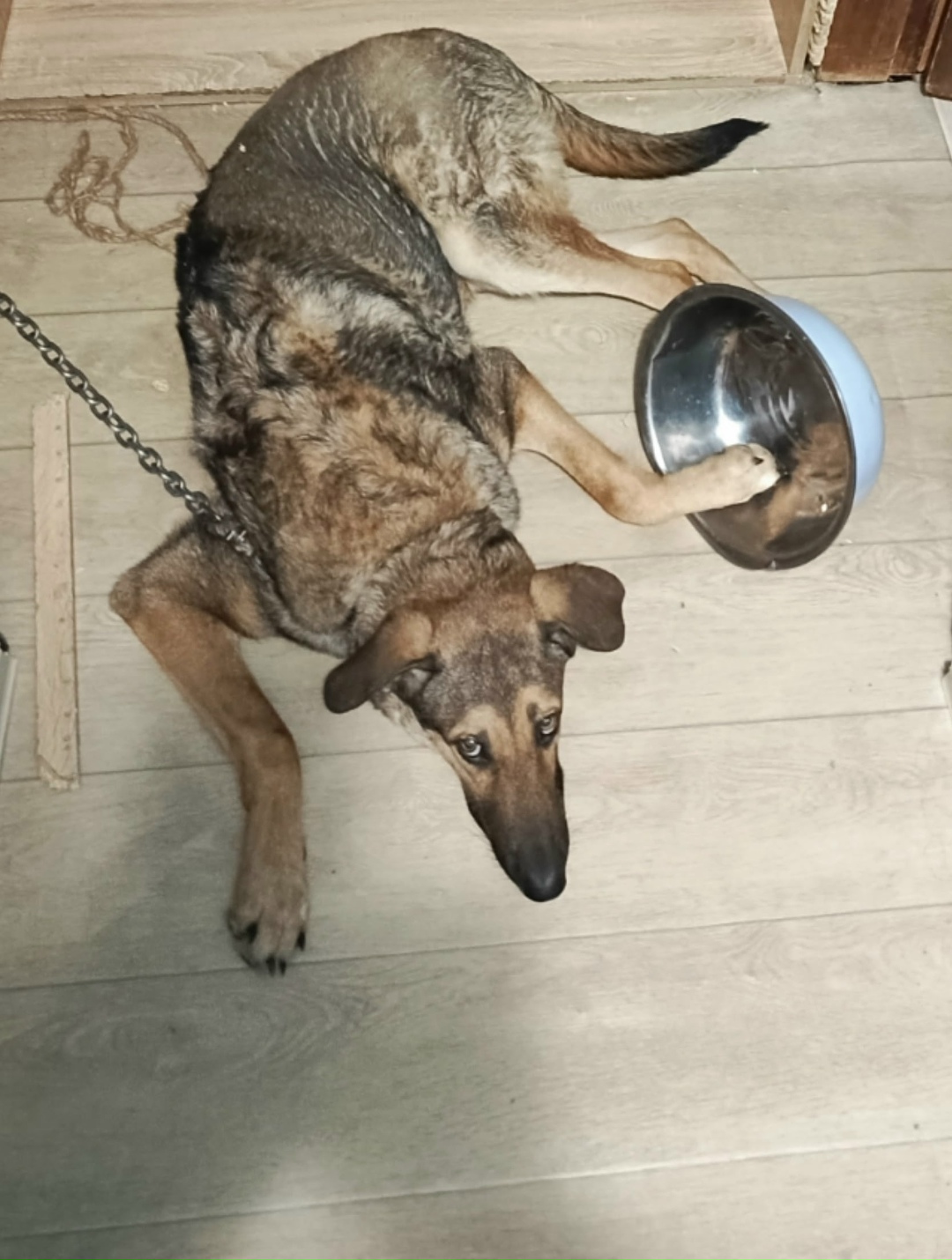 Пропала собака в Барнауле — фото объявления