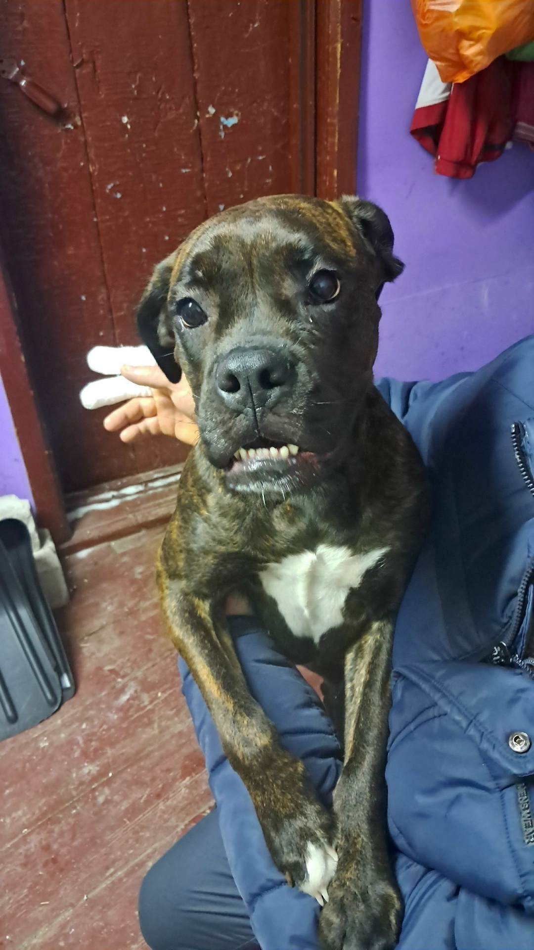 Найдена собака в Барнауле — фото объявления