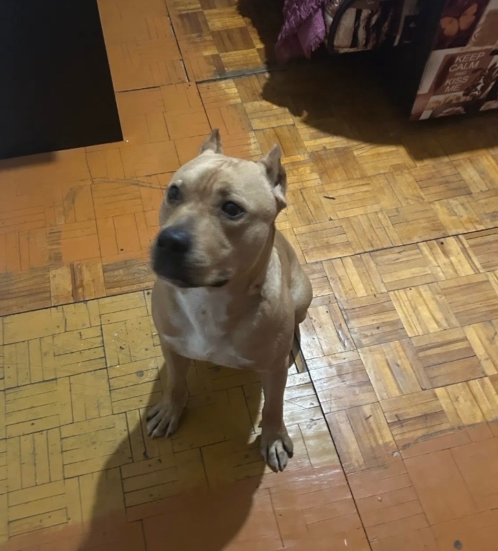 Найдена собака в Барнауле — фото объявления