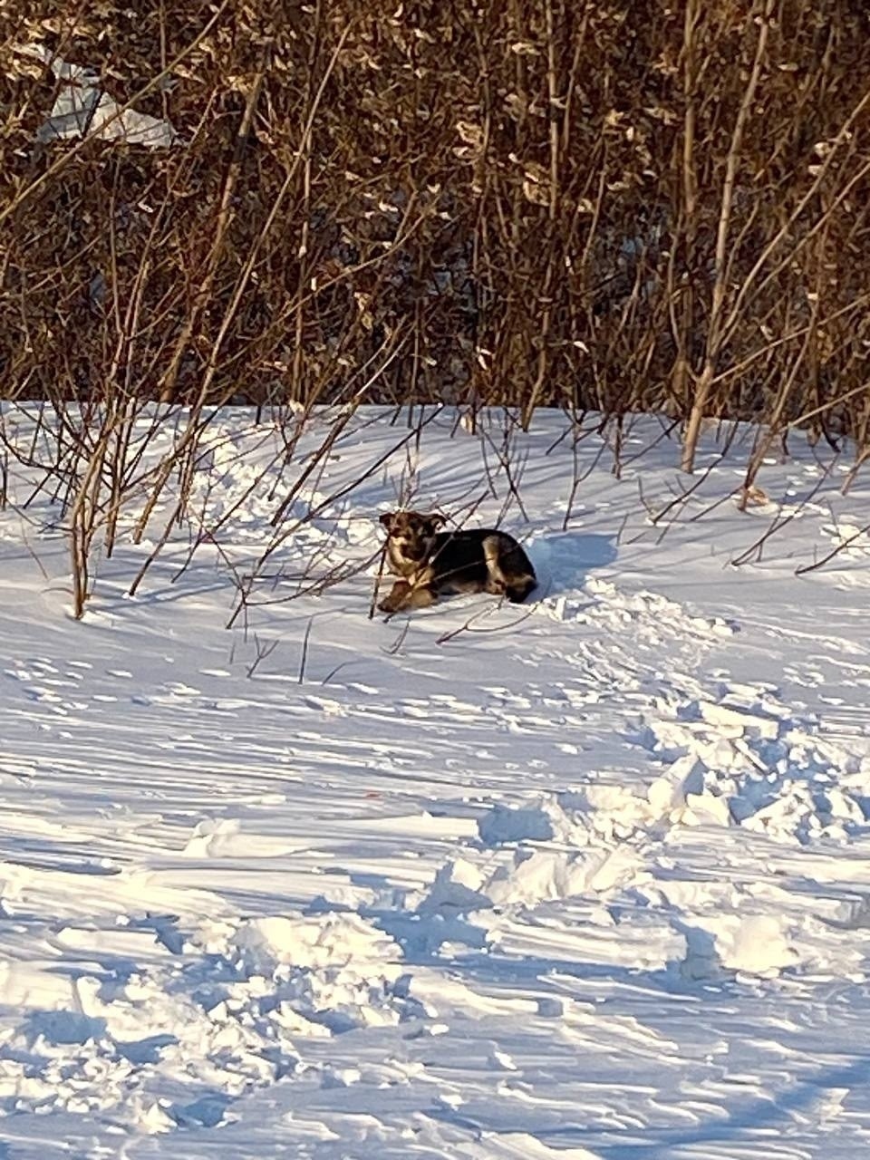 Найдена собака в Барнауле — фото объявления