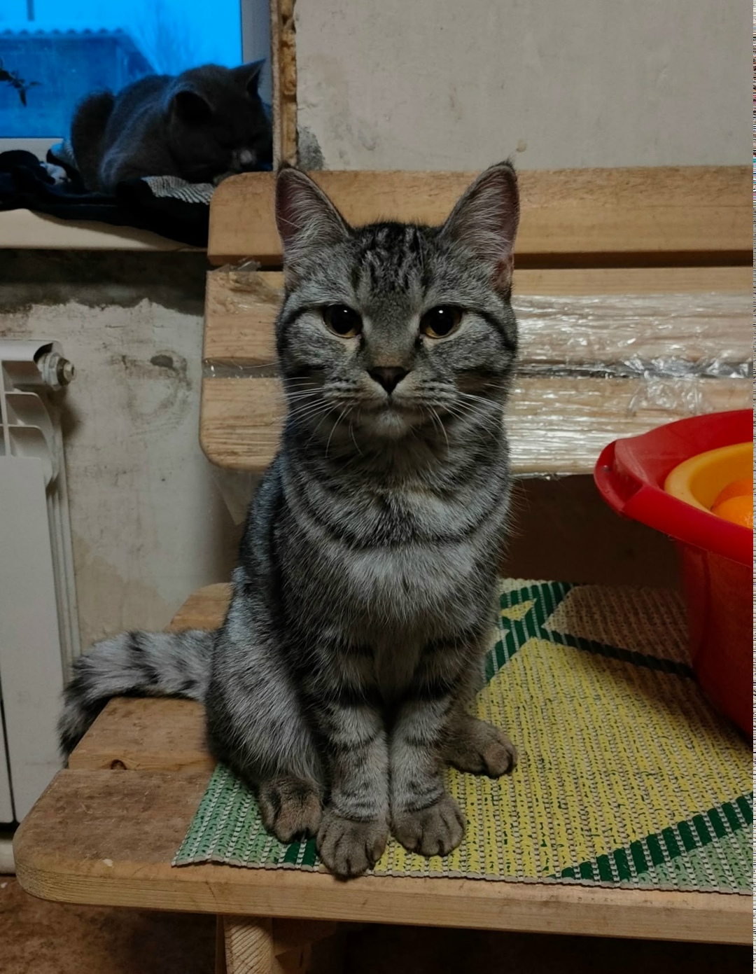 Найдена собака в Барнауле — фото объявления