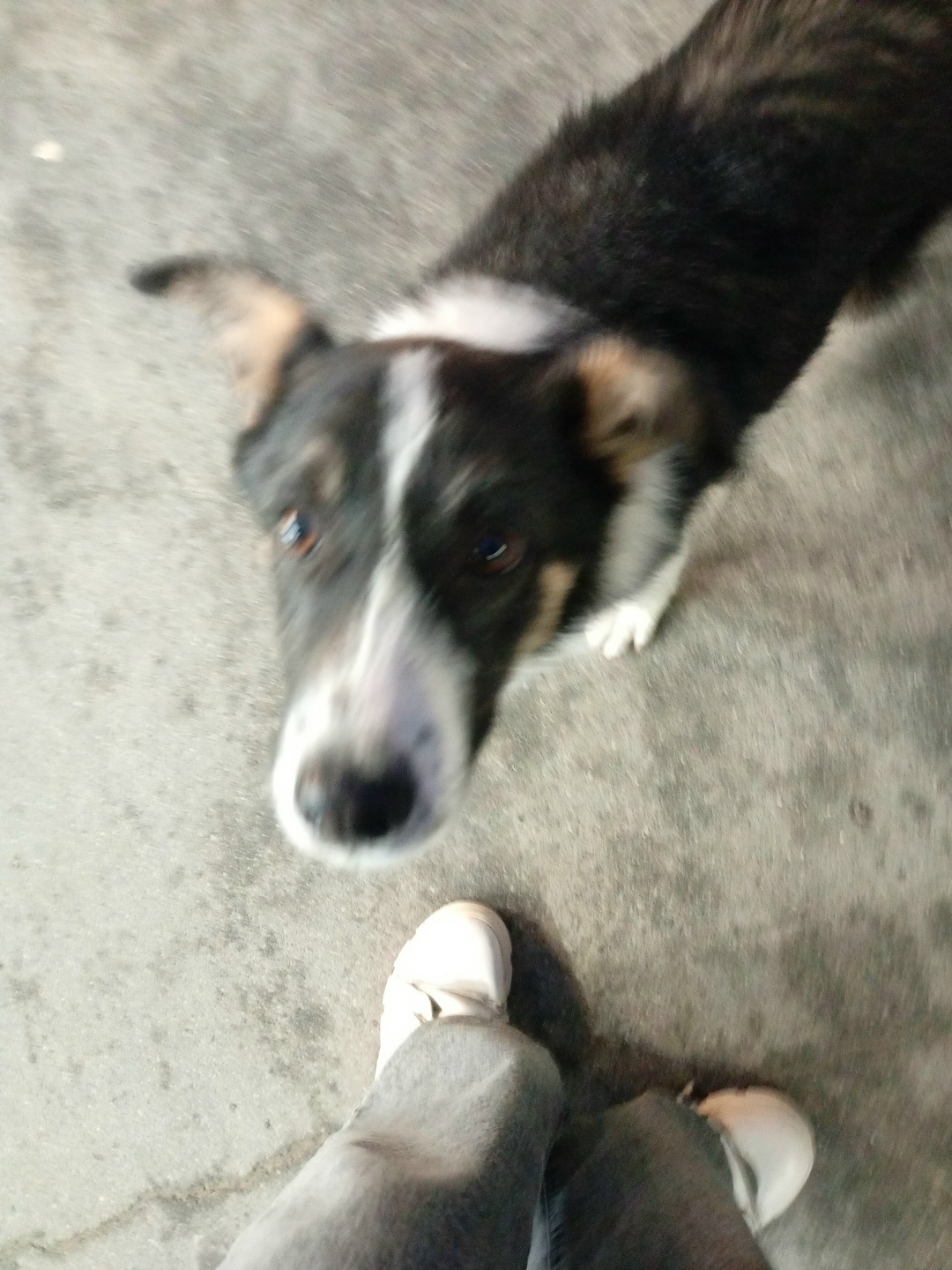 Найдена собака в Барнауле — фото объявления