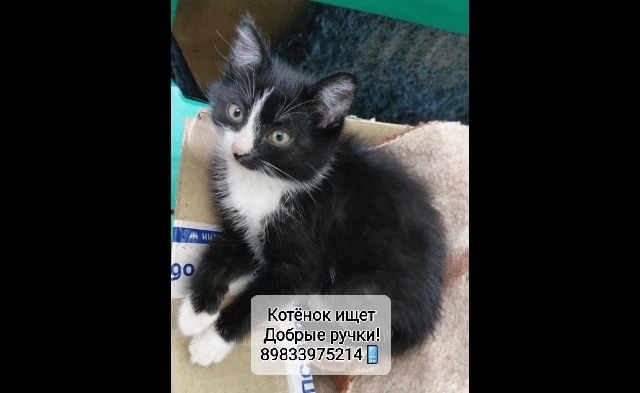 Найдена кошка в Барнауле — фото объявления