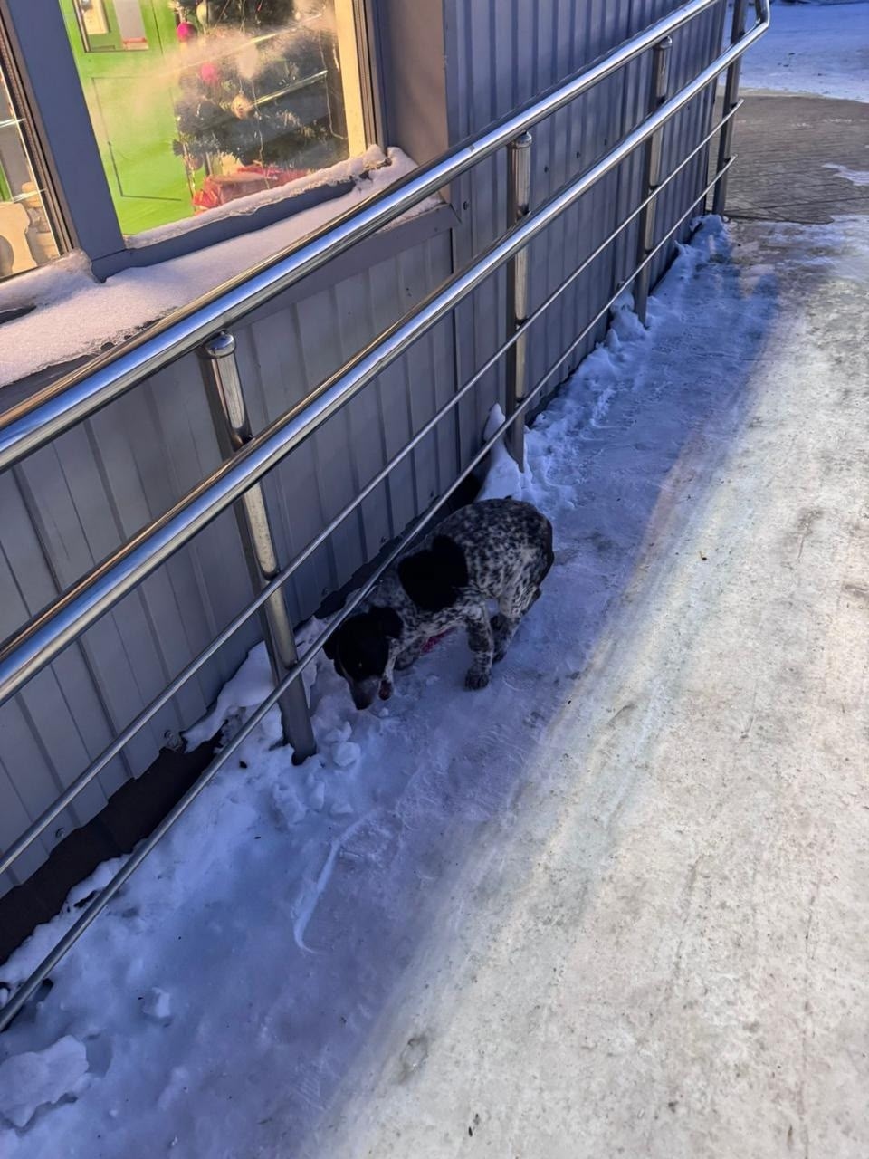 Найдена собака в Барнауле — фото объявления