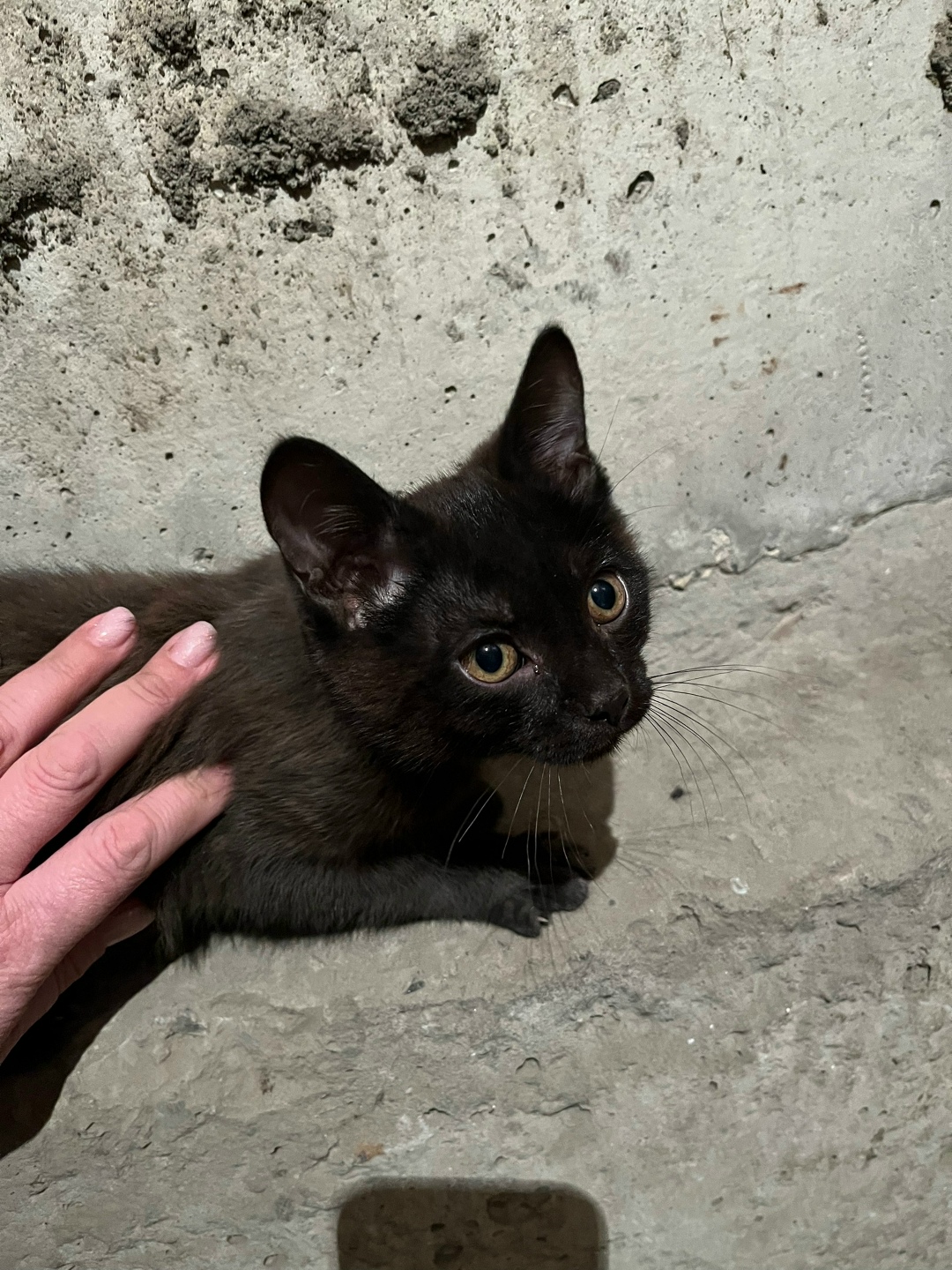 Найдена кошка в Барнауле — фото объявления