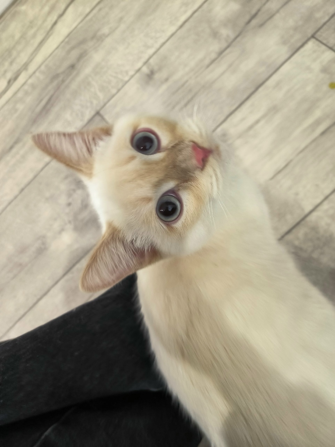 Найдена собака в Барнауле — фото объявления