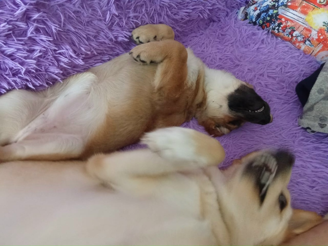 Найдена собака в Барнауле — фото объявления