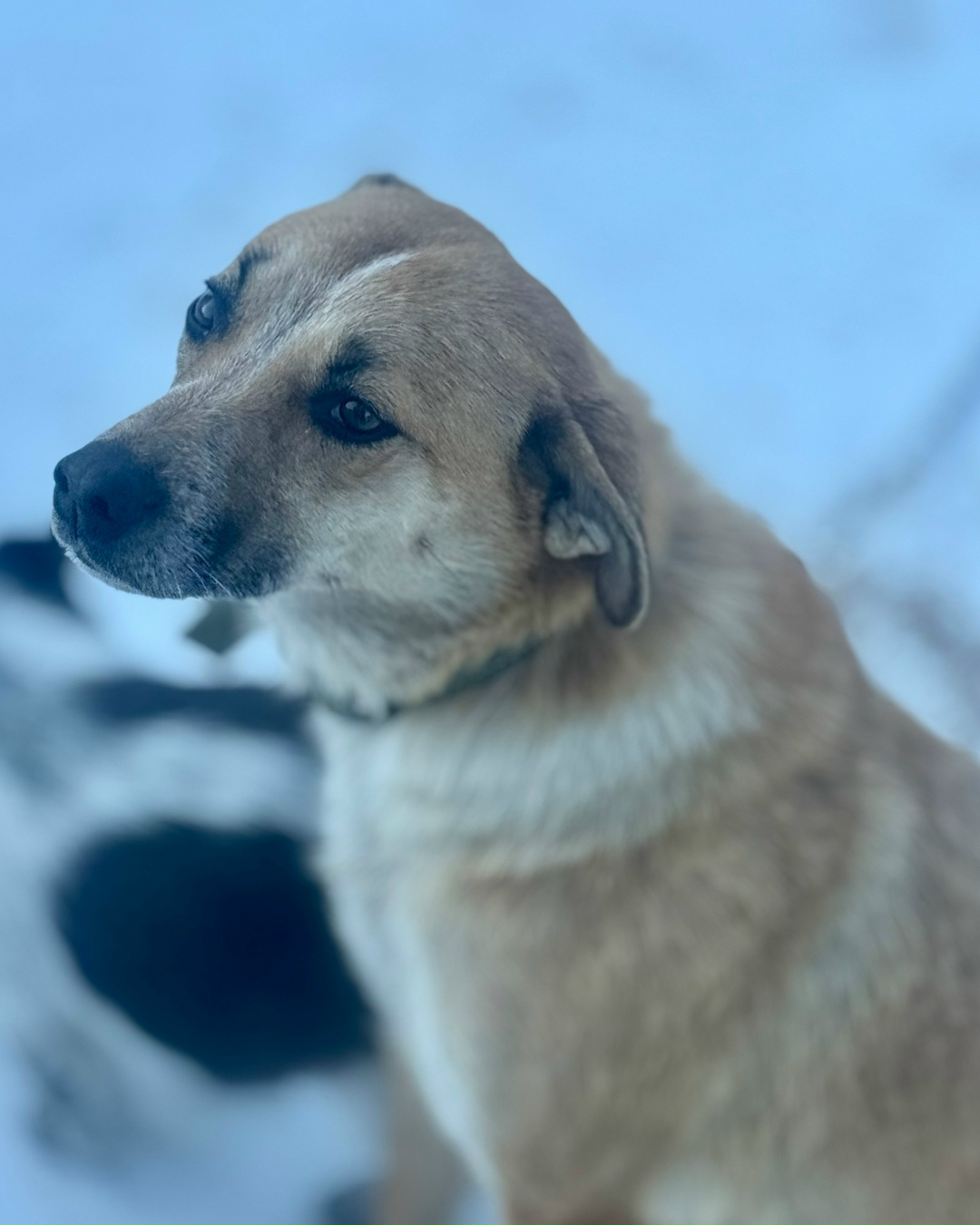 Найдена собака в Барнауле — фото объявления