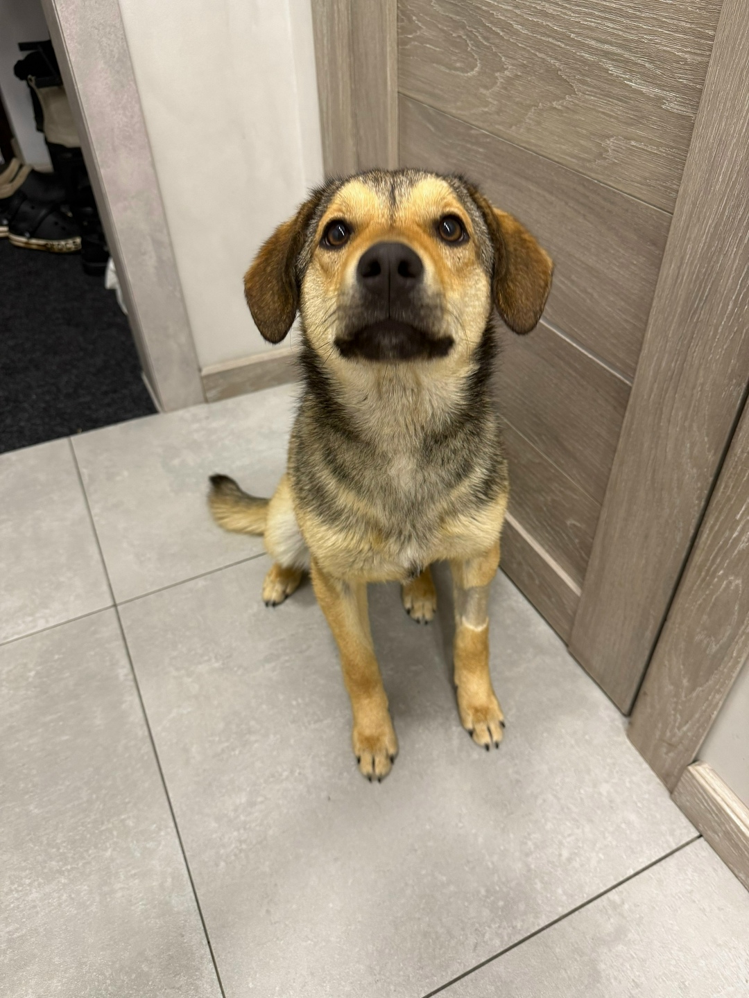 Найдена собака в Барнауле — фото объявления