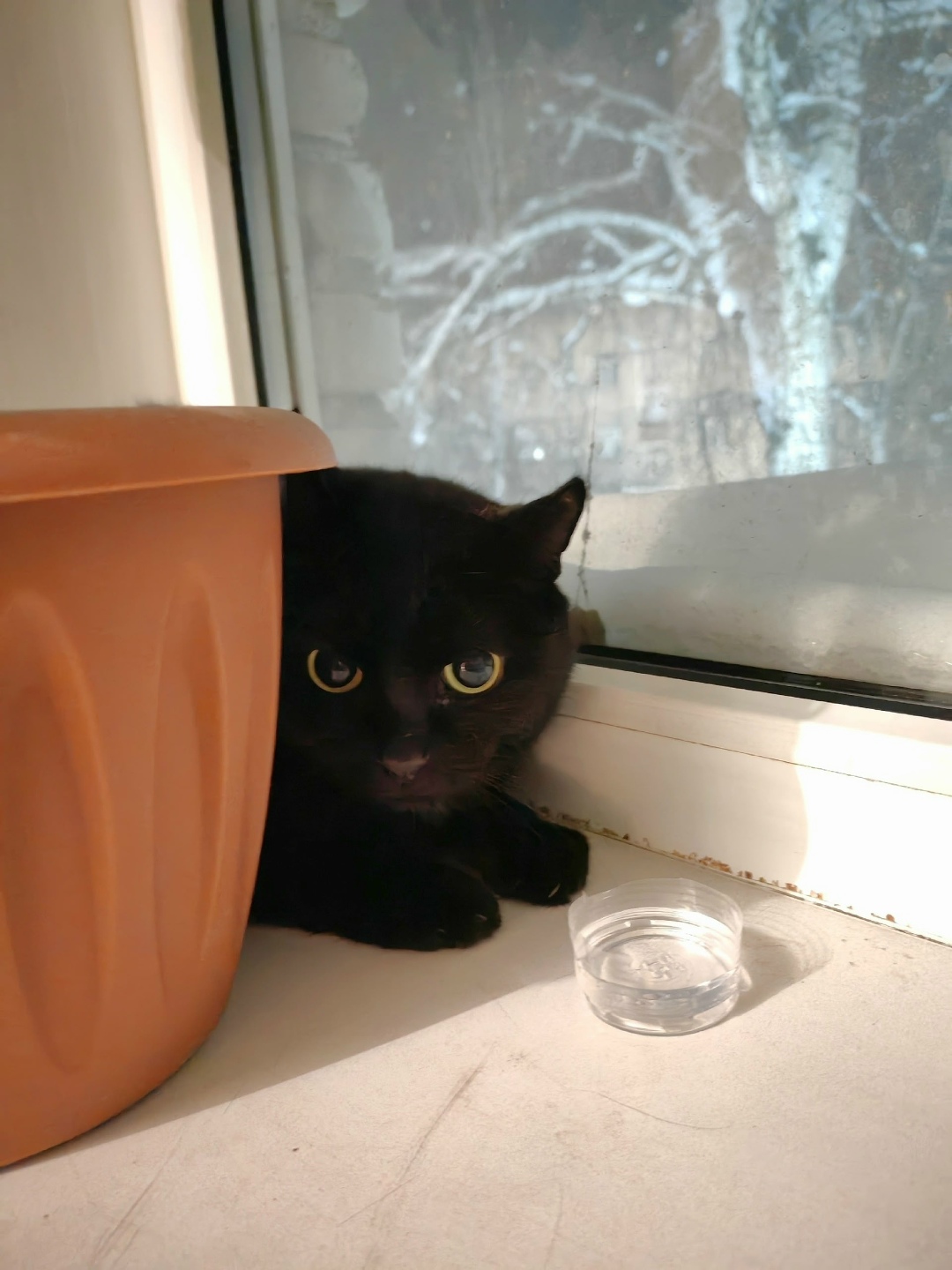 Пропала кошка в Барнауле — фото объявления