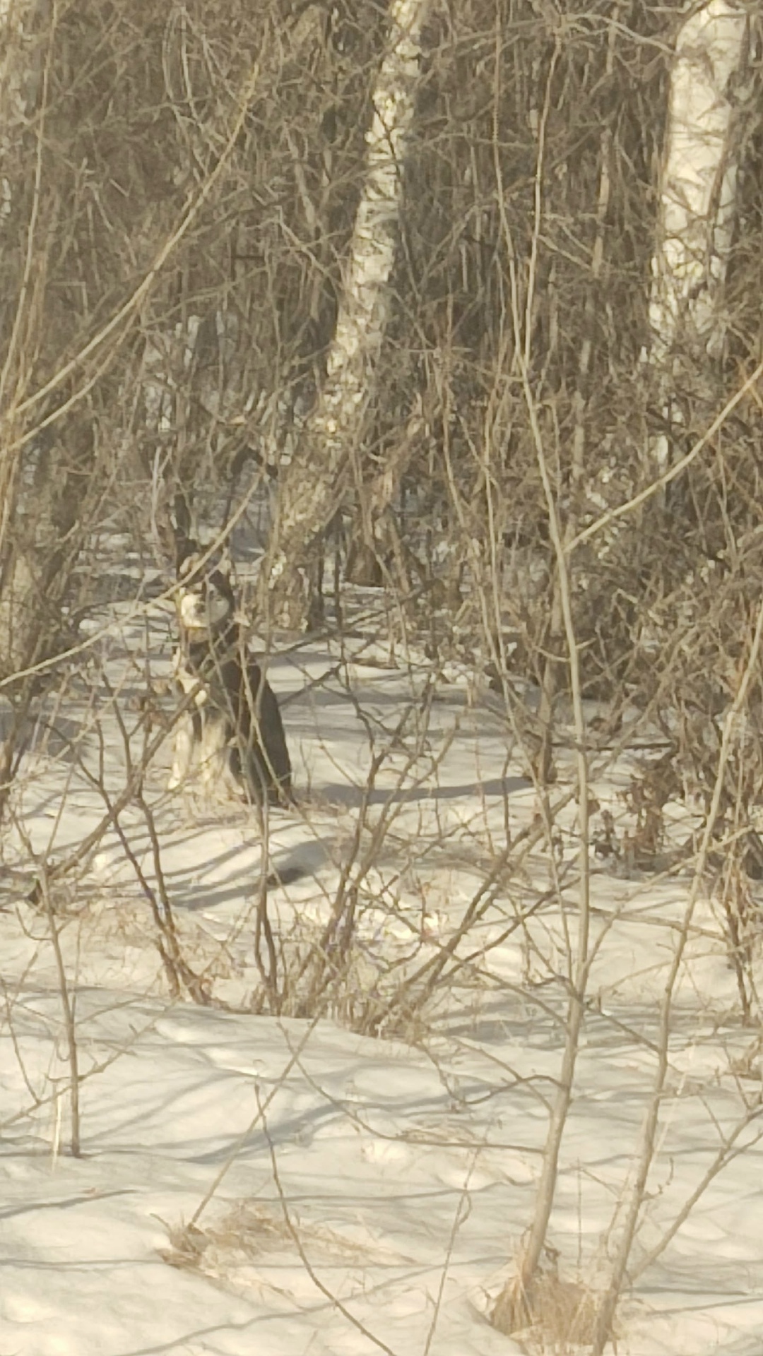 Найдена собака в Барнауле — фото объявления