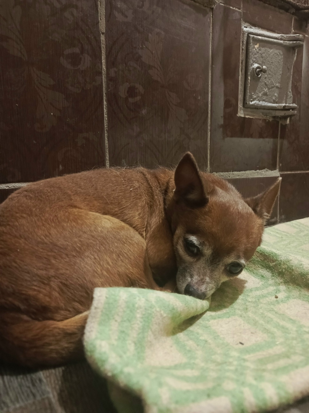 Найдена собака в Барнауле — фото объявления