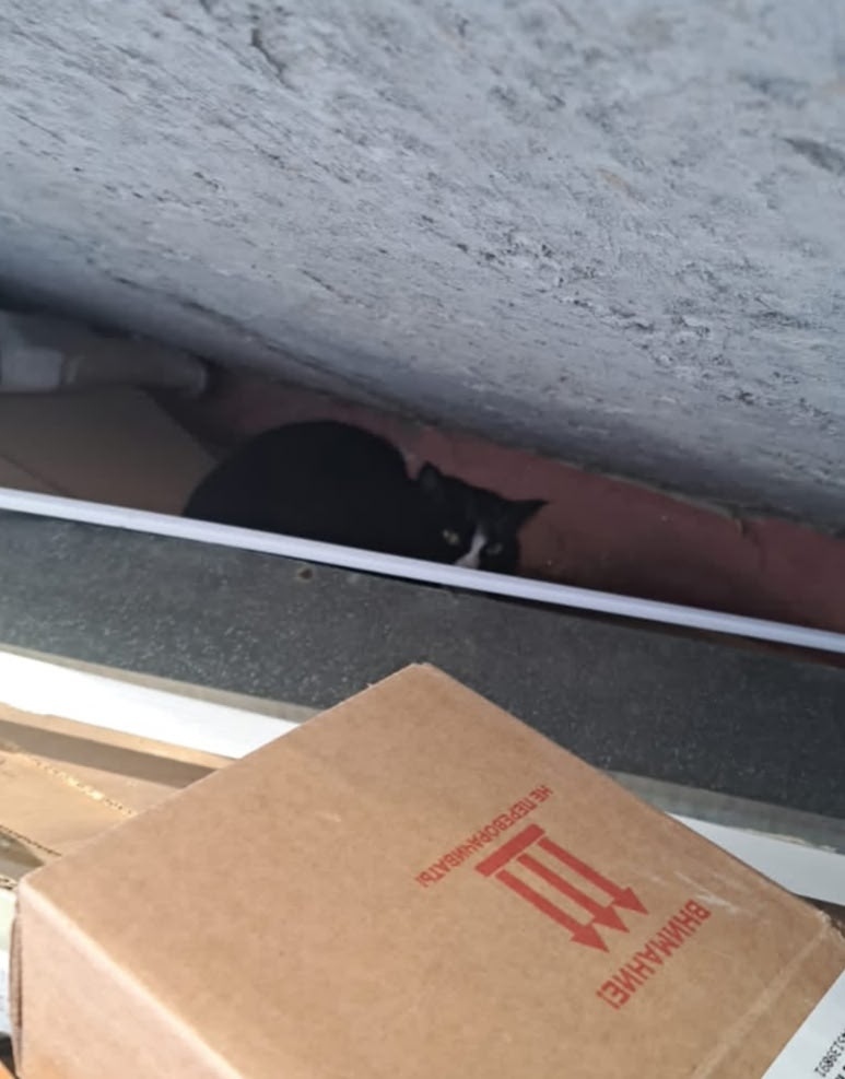 Пропала кошка в Барнауле — фото объявления