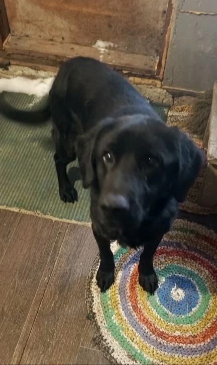 Пропала собака в Барнауле — фото объявления