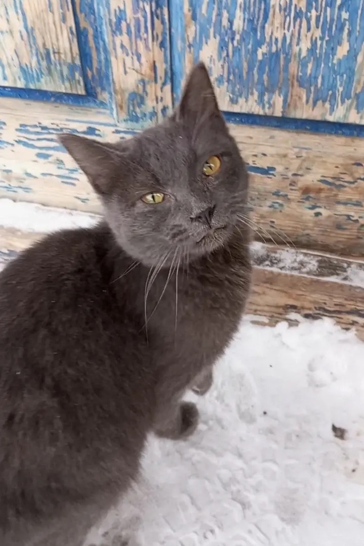 Пропала кошка в Барнауле — фото объявления