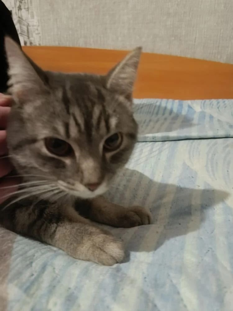 Найдена кошка в Барнауле — фото объявления