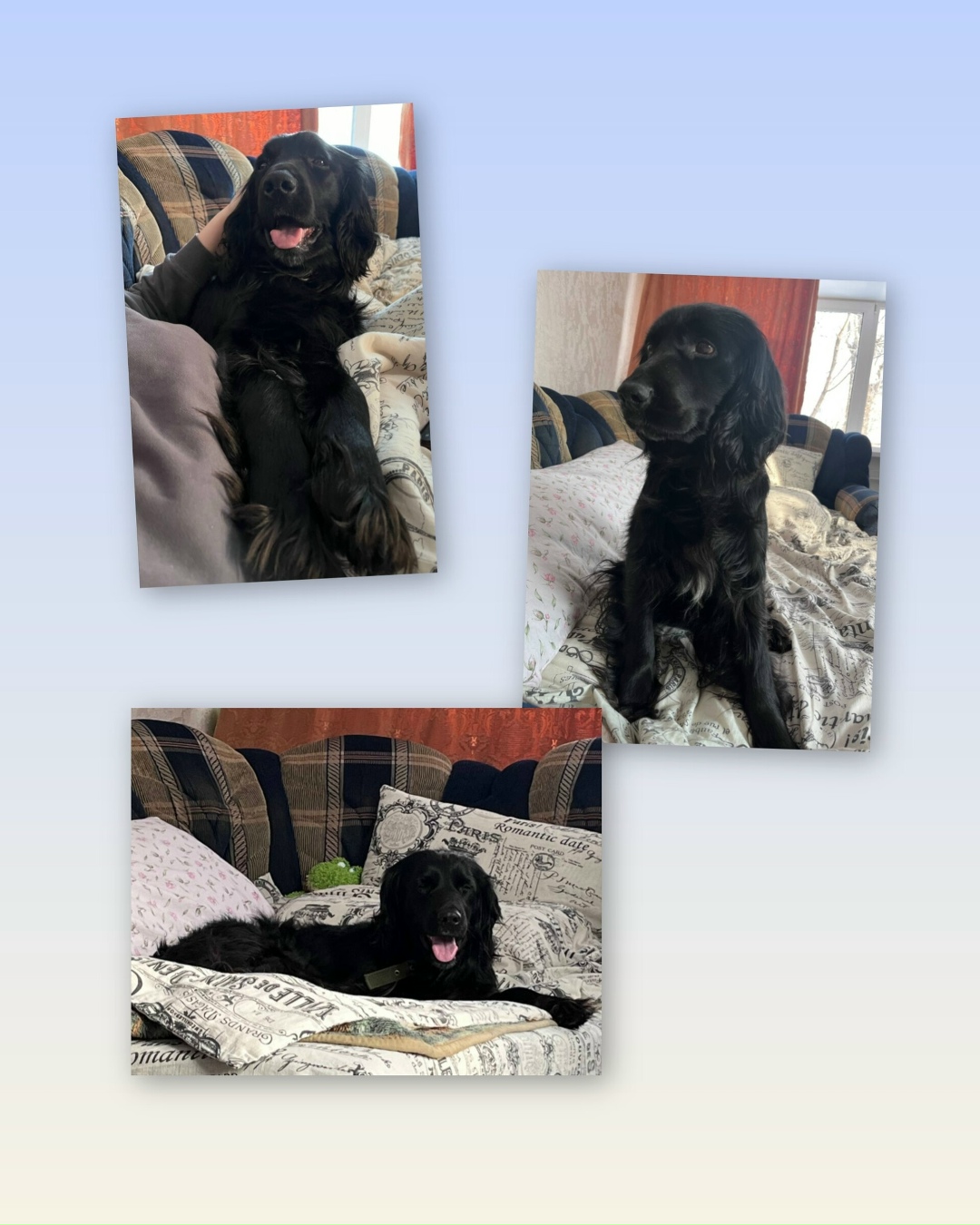 Найдена собака в Барнауле — фото объявления