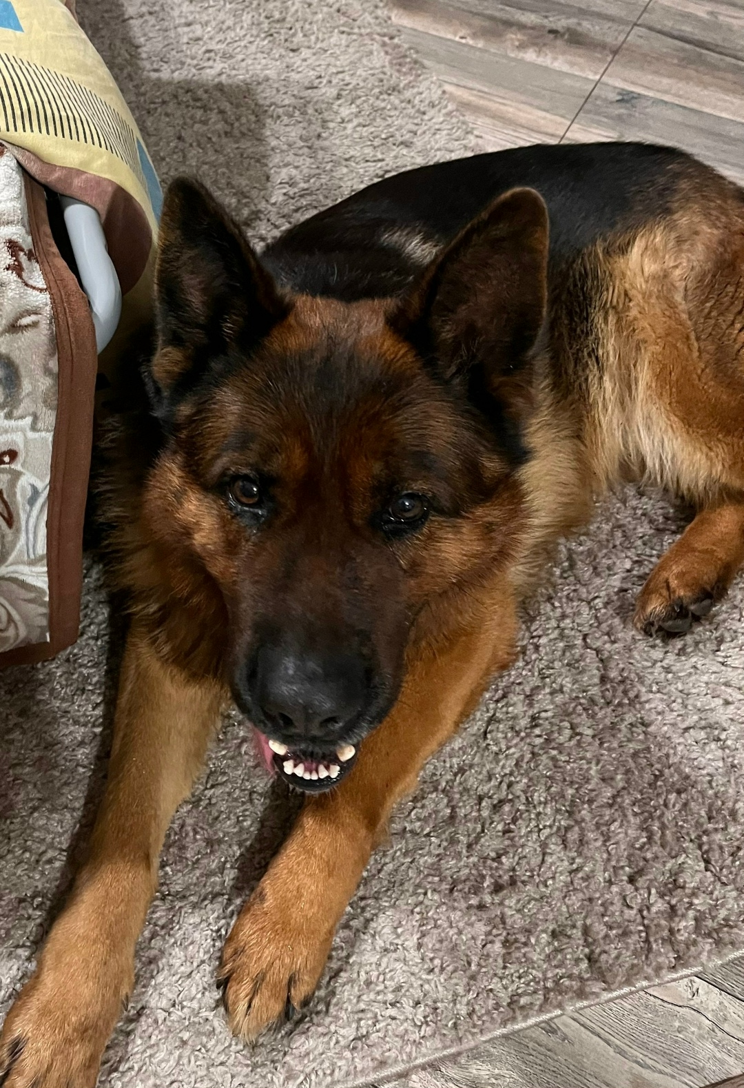 Найдена собака в Барнауле — фото объявления