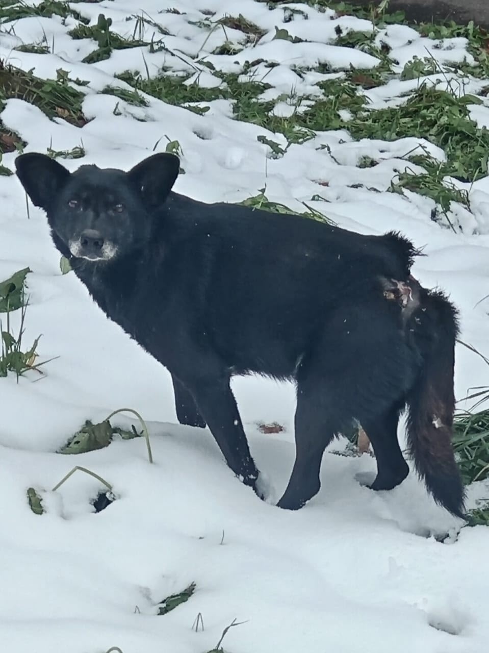 Пропала собака в Барнауле — фото объявления