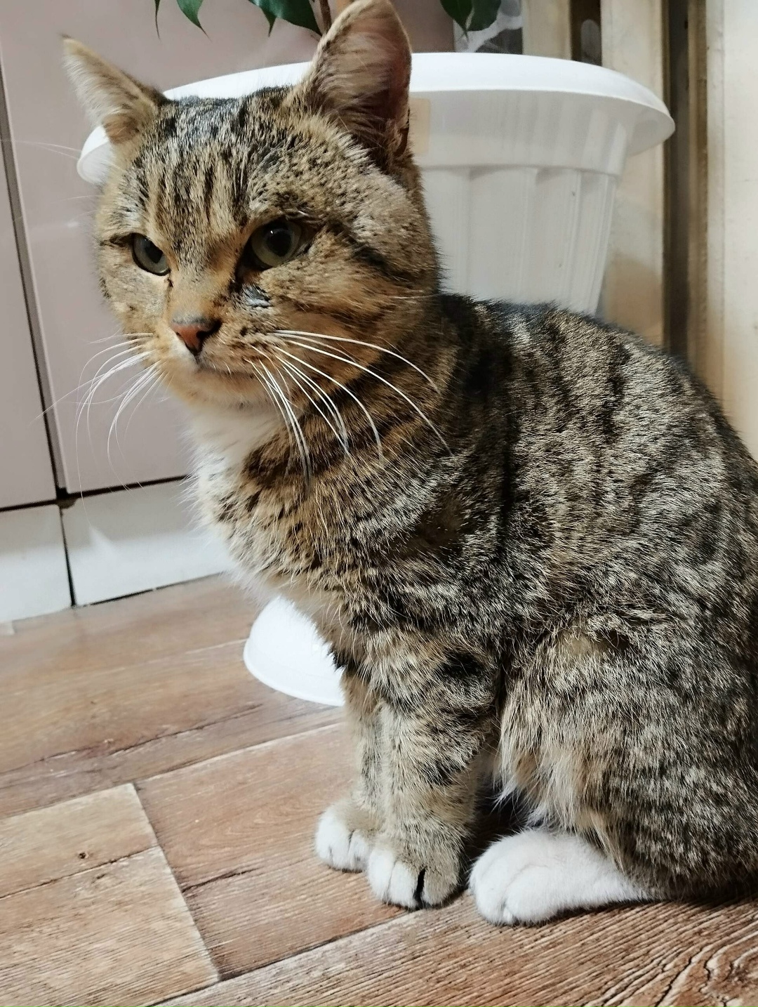 Найдена собака в Барнауле — фото объявления