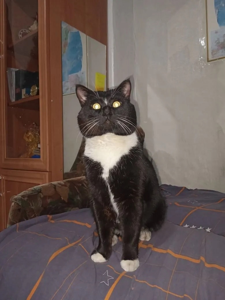 Найдена кошка в Барнауле — фото объявления