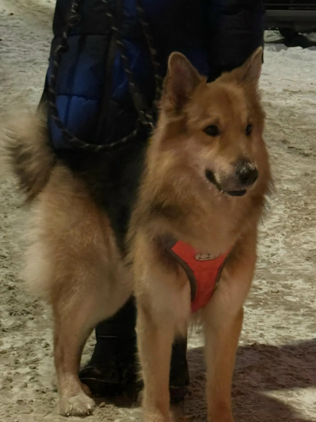 Найдена собака в Барнауле — фото объявления