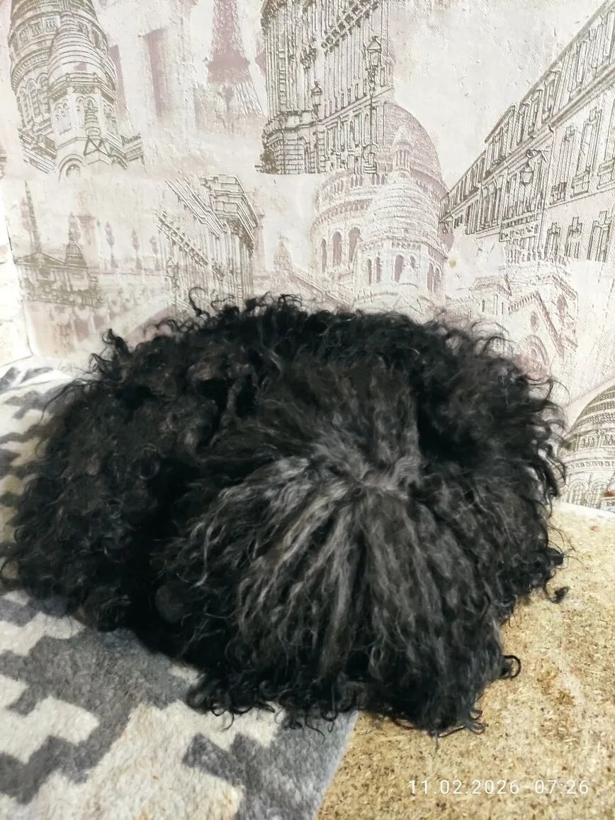 Найдена собака в Барнауле — фото объявления