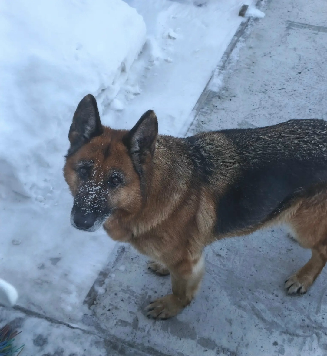 Найдена собака в Барнауле — фото объявления