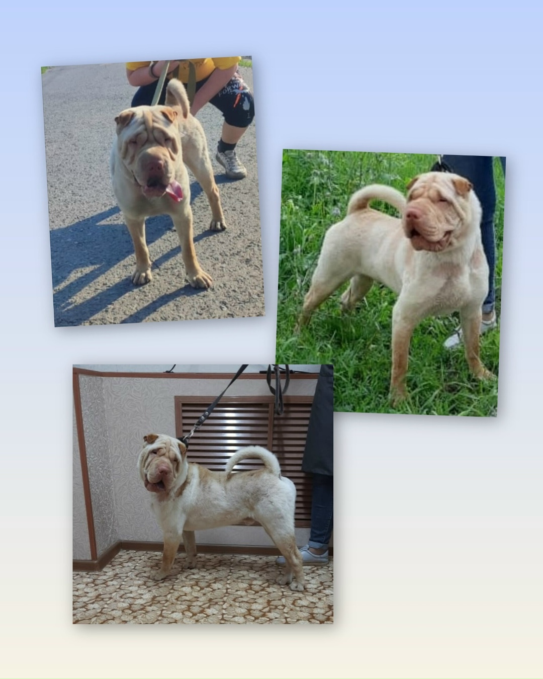 Найдена собака в Барнауле — фото объявления