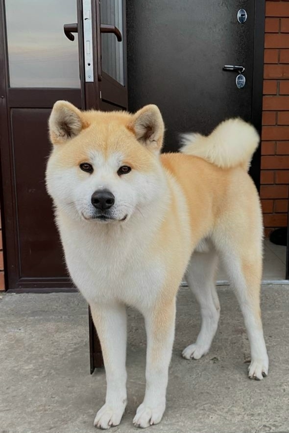 Пропала собака в Барнауле — фото объявления