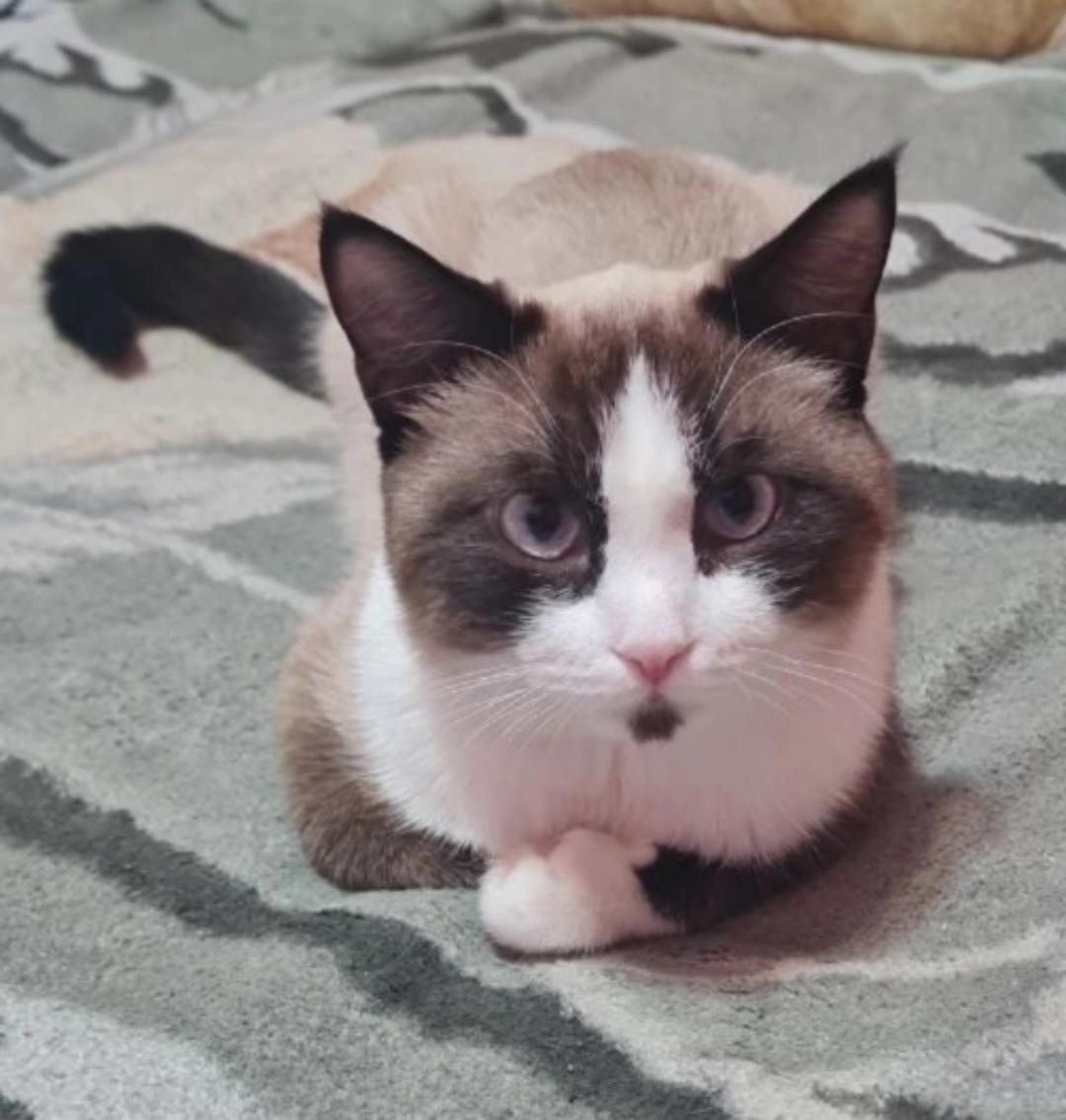 Пропала кошка в Барнауле — фото объявления